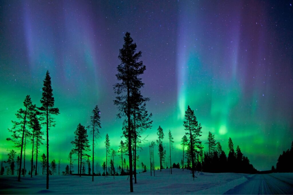 Aurora borealis nad borovicovým lesem a zasněženou cestou ve finském Laponsku
